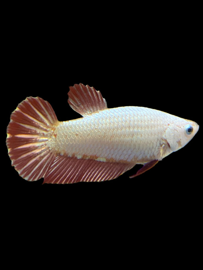 Female Halfmoon Plakat - Red Dragon #340 - Live Betta Fish