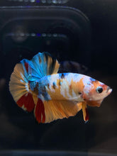 Load image into Gallery viewer, Male Halfmoon Plakat - Candy Multicolor #340 - Live Betta Fish
