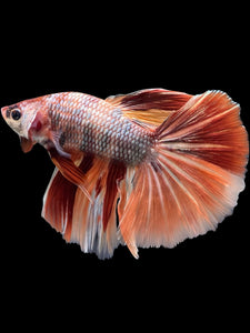 Male Halfmoon - Nemo Copper #341 - Live Betta Fish