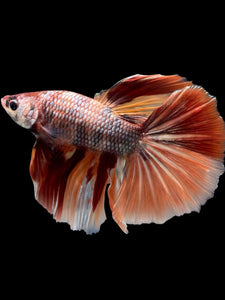 Male Halfmoon - Nemo Copper #341 - Live Betta Fish