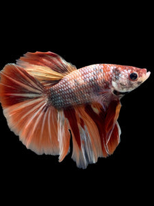 Male Halfmoon - Nemo Copper #341 - Live Betta Fish