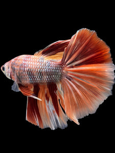 Male Halfmoon - Nemo Copper #341 - Live Betta Fish