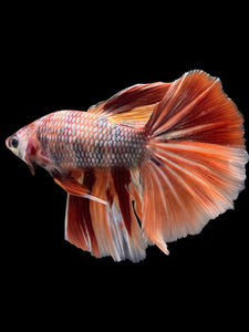 Male Halfmoon - Nemo Copper #341 - Live Betta Fish
