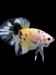 Male Halfmoon Plakat - Yellow Koi Copper #342 - Live Betta Fish