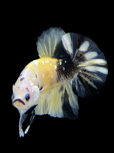 Male Halfmoon Plakat - Yellow Koi Copper #342 - Live Betta Fish