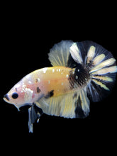 Load image into Gallery viewer, Male Halfmoon Plakat - Yellow Koi Copper #342 - Live Betta Fish
