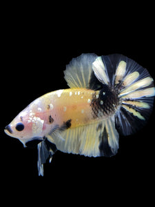 Male Halfmoon Plakat - Yellow Koi Copper #342 - Live Betta Fish