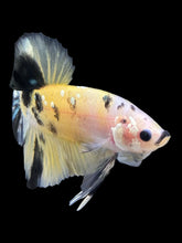 Load image into Gallery viewer, Male Halfmoon Plakat - Yellow Koi Copper #342 - Live Betta Fish
