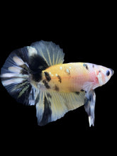 Load image into Gallery viewer, Male Halfmoon Plakat - Yellow Koi Copper #342 - Live Betta Fish
