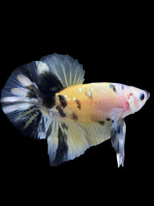 Male Halfmoon Plakat - Yellow Koi Copper #342 - Live Betta Fish