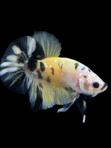 Male Halfmoon Plakat - Yellow Koi Copper #342 - Live Betta Fish