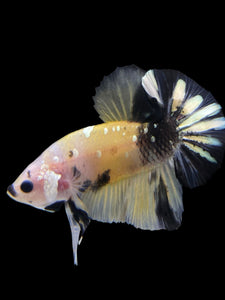 Male Halfmoon Plakat - Yellow Koi Copper #342 - Live Betta Fish