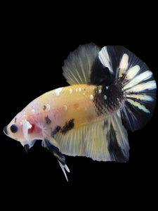 Male Halfmoon Plakat - Yellow Koi Copper #342 - Live Betta Fish