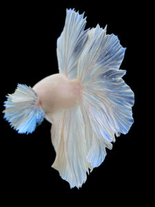 Male Rosetail - White Platinum Dumbo #343 - Live Betta Fish