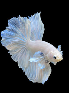 Male Rosetail - White Platinum Dumbo #343 - Live Betta Fish