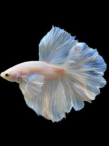 Male Rosetail - White Platinum Dumbo #343 - Live Betta Fish