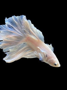 Male Rosetail - White Platinum Dumbo #343 - Live Betta Fish