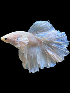 Male Rosetail - White Platinum Dumbo #343 - Live Betta Fish