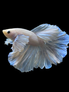 Male Rosetail - White Platinum Dumbo #343 - Live Betta Fish