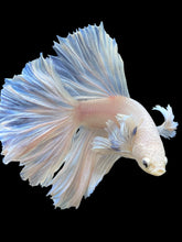 Load image into Gallery viewer, Male Rosetail - White Platinum Dumbo #343 - Live Betta Fish
