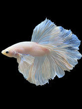 Load image into Gallery viewer, Male Rosetail - White Platinum Dumbo #343 - Live Betta Fish
