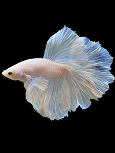 Male Rosetail - White Platinum Dumbo #343 - Live Betta Fish