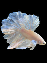 Load image into Gallery viewer, Male Rosetail - White Platinum Dumbo #343 - Live Betta Fish
