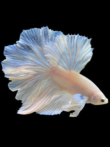 Male Rosetail - White Platinum Dumbo #343 - Live Betta Fish