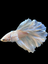 Load image into Gallery viewer, Male Rosetail - White Platinum Dumbo #343 - Live Betta Fish
