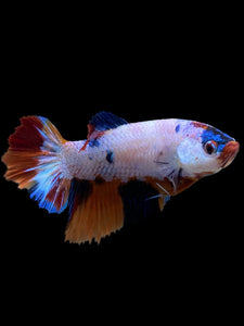 TOP GRADE Female Halfmoon - Galaxy #344 - Live Betta Fish