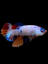 Load image into Gallery viewer, TOP GRADE Female Halfmoon - Galaxy #344 - Live Betta Fish
