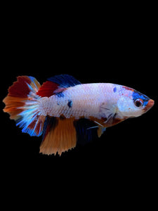 TOP GRADE Female Halfmoon - Galaxy #344 - Live Betta Fish