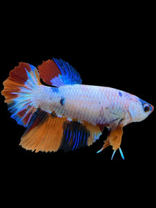 TOP GRADE Female Halfmoon - Galaxy #344 - Live Betta Fish