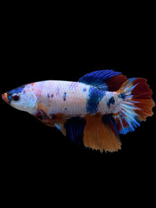 TOP GRADE Female Halfmoon - Galaxy #344 - Live Betta Fish