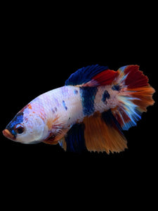 TOP GRADE Female Halfmoon - Galaxy #344 - Live Betta Fish