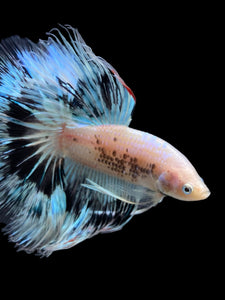 Male Halfmoon - Snow Copper #345 - Live Betta Fish