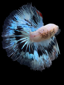 Male Halfmoon - Snow Copper #345 - Live Betta Fish