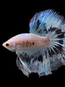 Male Halfmoon - Snow Copper #345 - Live Betta Fish