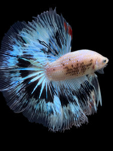 Male Halfmoon - Snow Copper #345 - Live Betta Fish