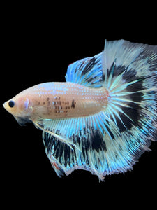 Male Halfmoon - Snow Copper #345 - Live Betta Fish