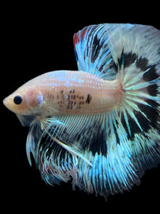 Male Halfmoon - Snow Copper #345 - Live Betta Fish