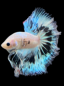 Male Halfmoon - Snow Copper #345 - Live Betta Fish