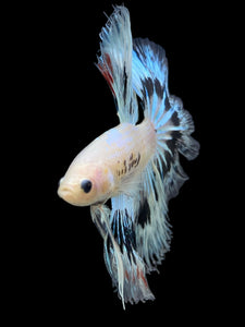 Male Halfmoon - Snow Copper #345 - Live Betta Fish