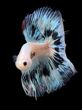 Load image into Gallery viewer, Male Halfmoon - Snow Copper #345 - Live Betta Fish
