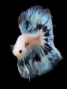 Male Halfmoon - Snow Copper #345 - Live Betta Fish