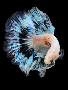 Male Halfmoon - Snow Copper #345 - Live Betta Fish