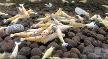 Load image into Gallery viewer, Golden Bee Shrimp - 10 Pack +2 FREE SHIPPING
