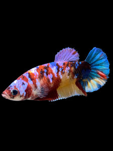 Female Halfmoon Plakat - Multicolor #346 - Live Betta Fish