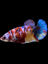 Load image into Gallery viewer, Female Halfmoon Plakat - Multicolor #346 - Live Betta Fish
