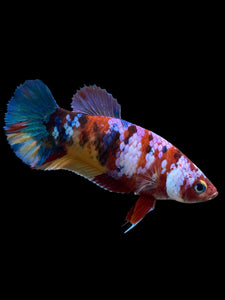 Female Halfmoon Plakat - Multicolor #346 - Live Betta Fish